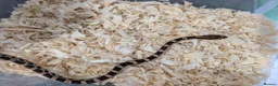 Corn Snake reptiles for sale: Corn snakes for sale  - Advert 5
