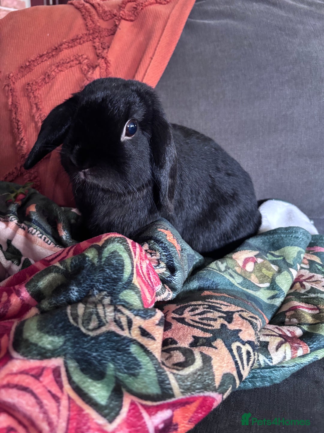 Dwarf Lop rabbits for sale: Bonded, Neutered, brother and sister dwarf lop  - Advert 6
