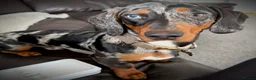 Dachshund dogs for sale: Loving 9 month old dappled dachshund boy for sale  - Advert 6