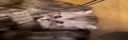 Persian cats for sale: Long Hair Persian / Ragdoll Kittens  - Advert 2