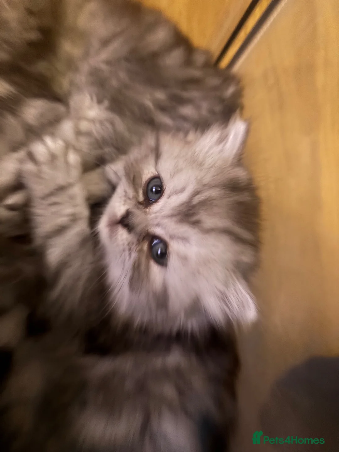 Persian cats for sale: Long Hair Persian / Ragdoll Kittens  - Advert 2