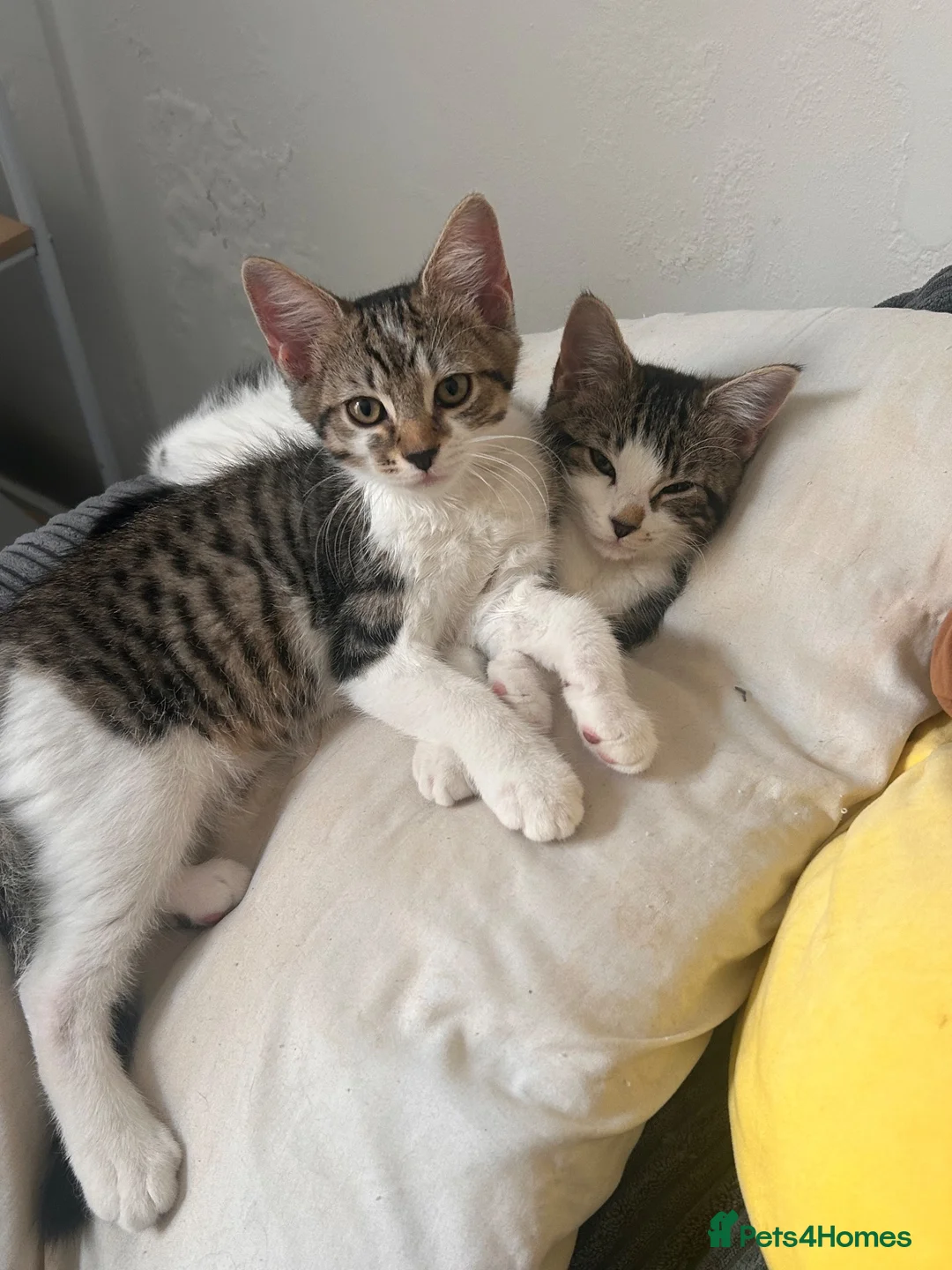 Mixed Breed cats for sale: Two kittens for sale!  in London - Advert 2