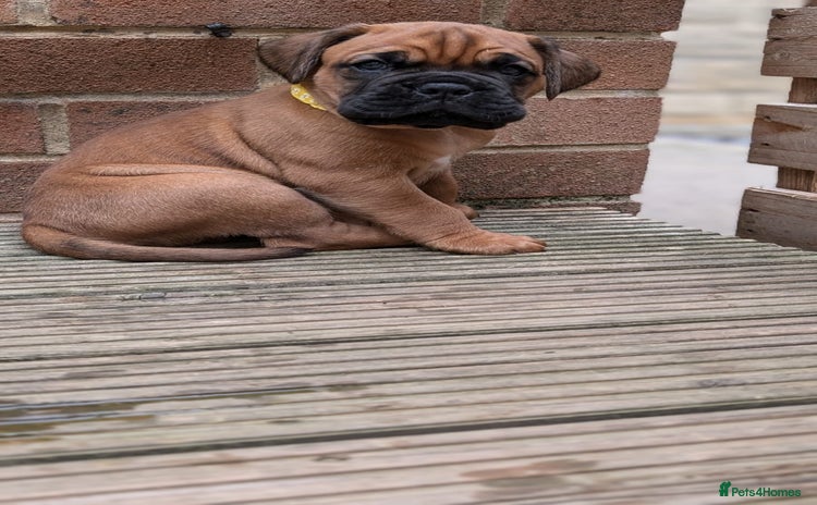 Mixed Breed dogs - Advert 1