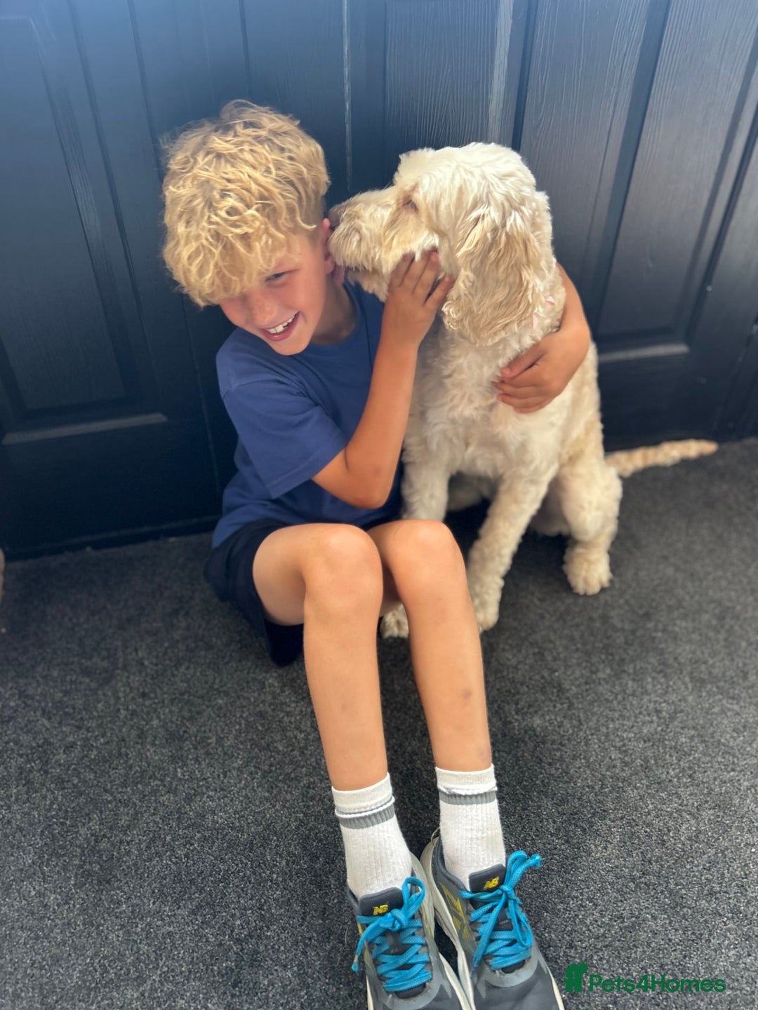 Cockapoo dogs for sale: 5 year old cockapoo girl  - Image 6