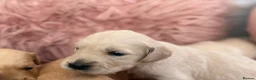 Golden Retriever dogs for sale: Golden Retriever Puppies - Advert 16
