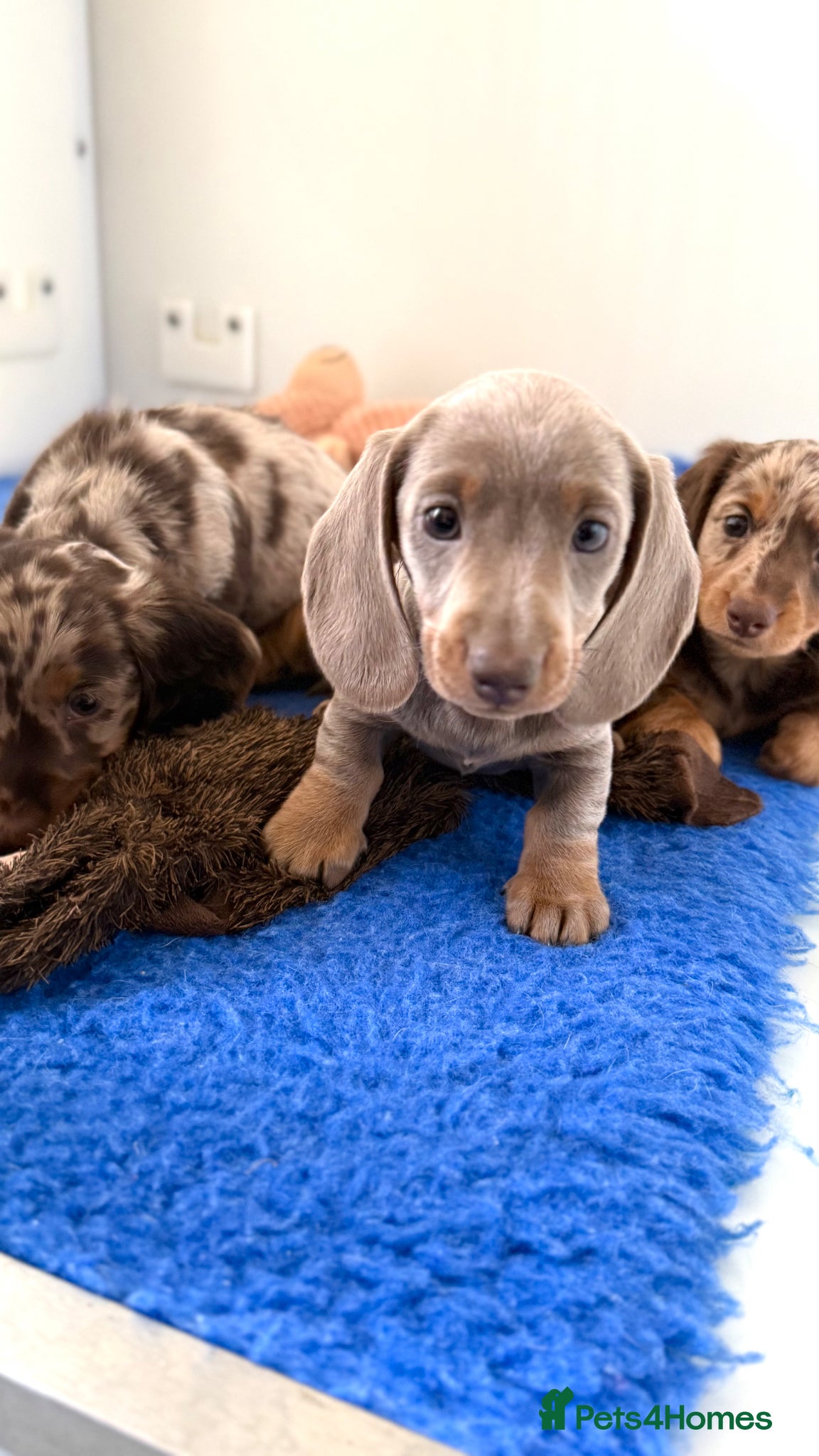 Miniature Dachshund dogs Quality miniature long hair & smooth hair puppy's - Advert 2