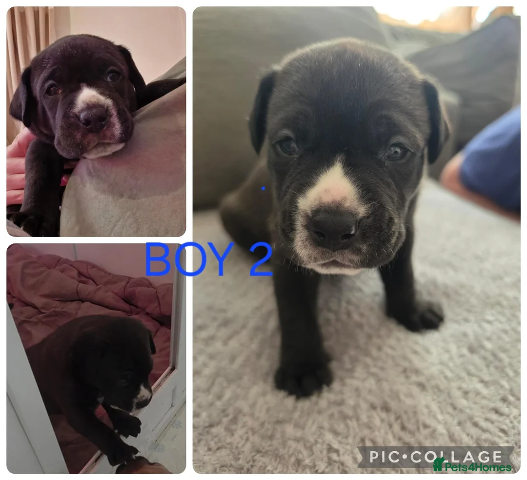 Cane Corso dogs for sale: Cane Corso puppies - Advert 2