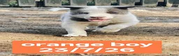 Border Collie dogs for sale: KC registered Border collie pups for sale - Advert 12