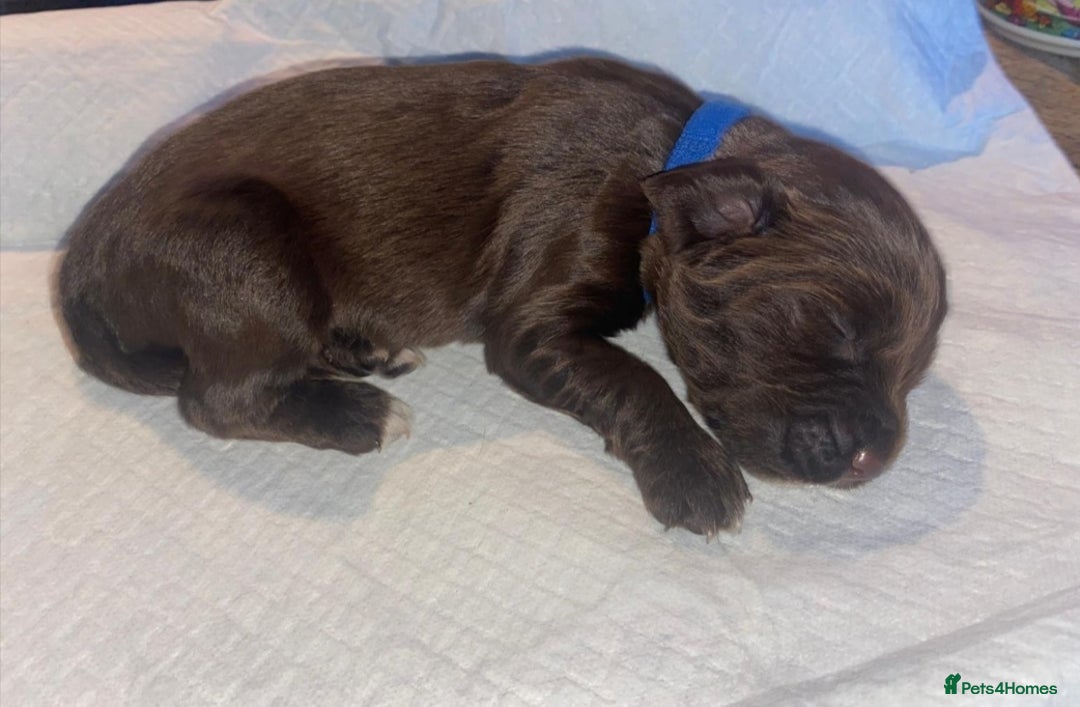 English Springer Spaniel dogs for sale: Beautiful springer Spainel pups. Ready 01/11/25 - Image 12