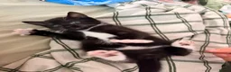 Domestic Shorthair cats for sale: 🐱 Adorable Black & White Tuxedo Kitten in Chelmsford - Advert 3