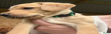 Labrador Retriever 4