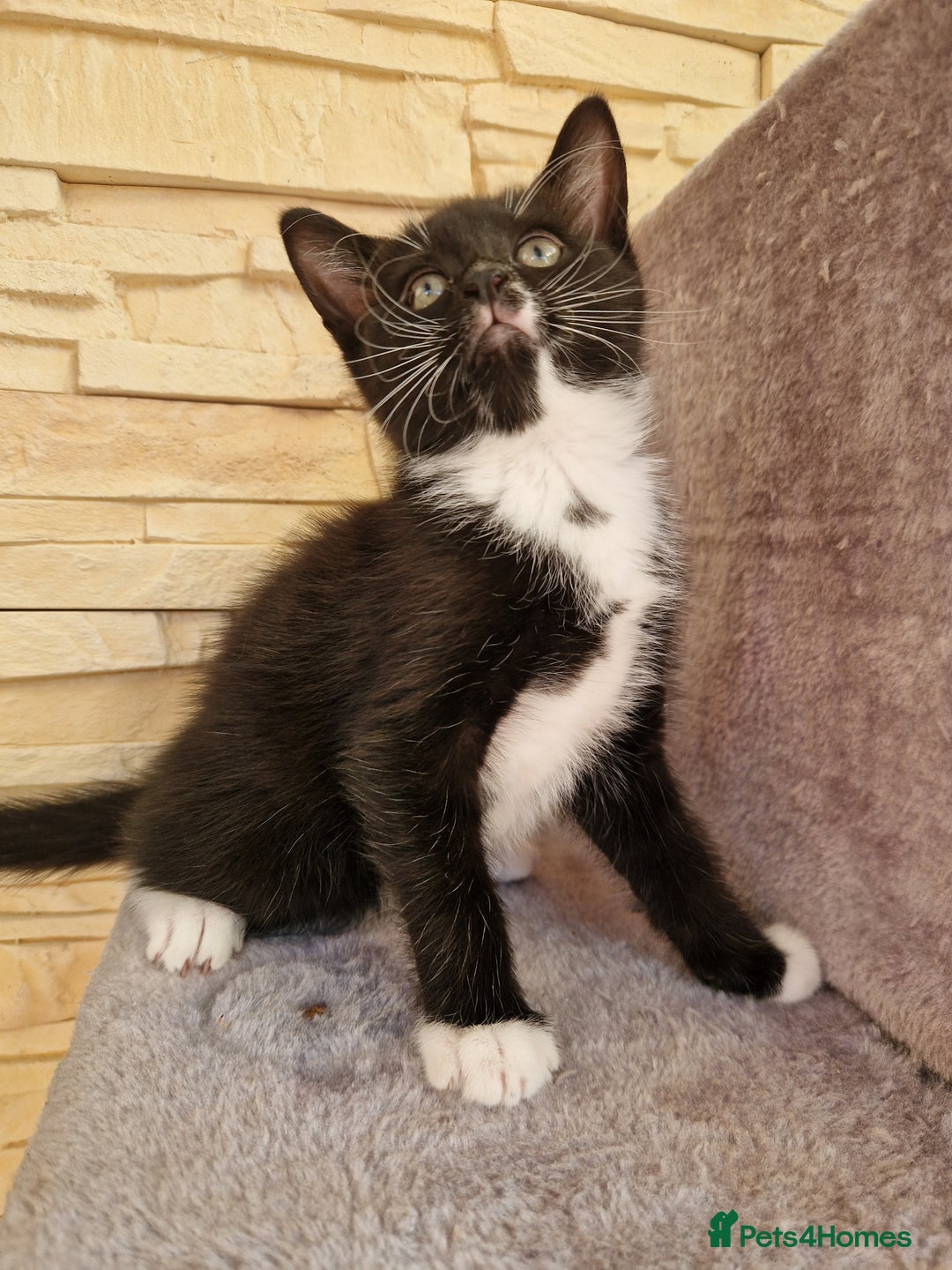 Mixed Breed cats for sale: Kittens😺 - Image 22