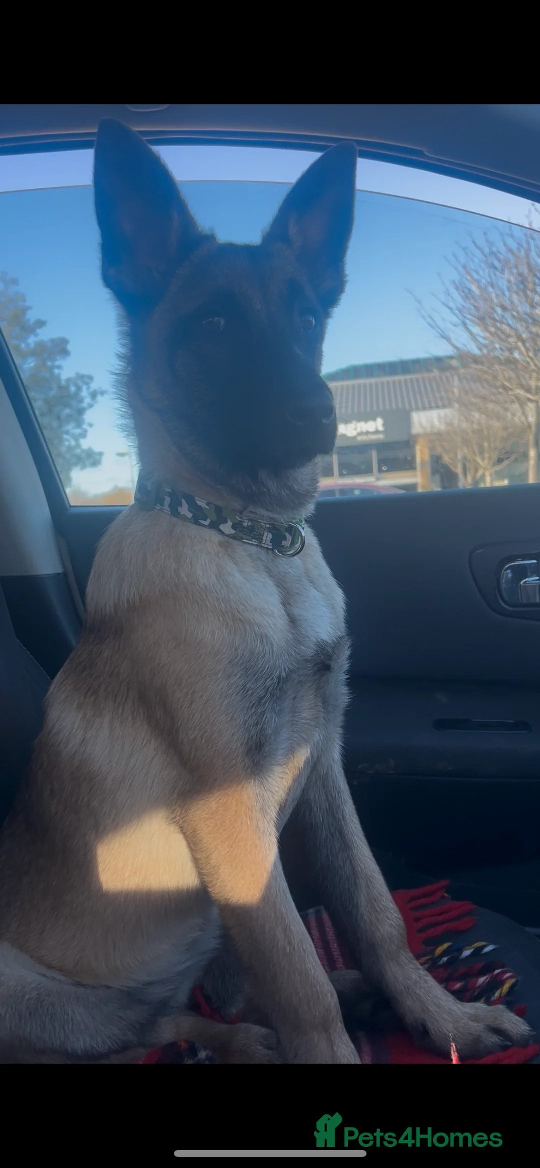 Belgian Shepherd Dog dogs for sale: Belgian Malinois Puppy – 8 Months Old - Advert 4