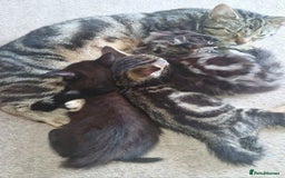 Mixed Breed cats for sale: 🐾✨️Fluffy Tabby and Littermates - Image 4