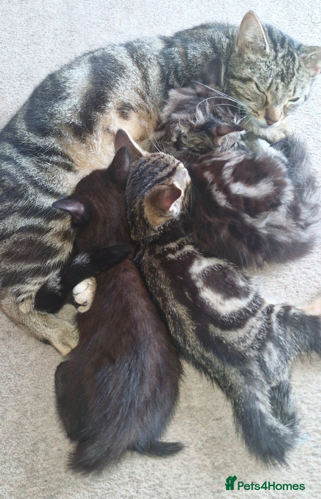 Mixed Breed cats for sale: 🐾✨️Fluffy Tabby and Littermates - Image 4