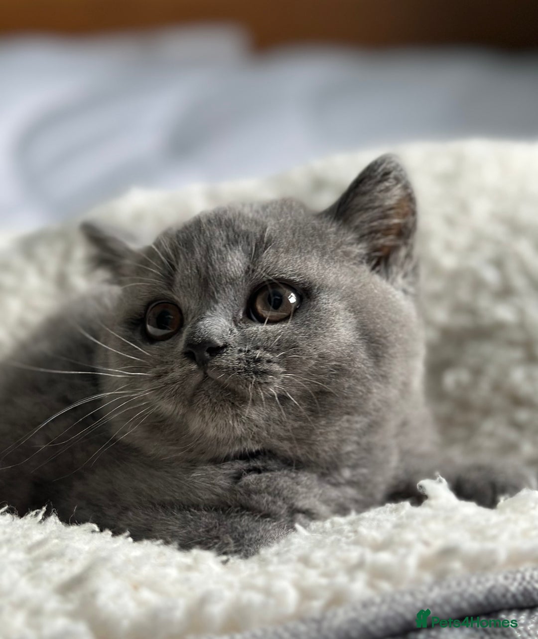British Shorthair cats for sale: Pedigree British Shorthair Kittens - Image 23