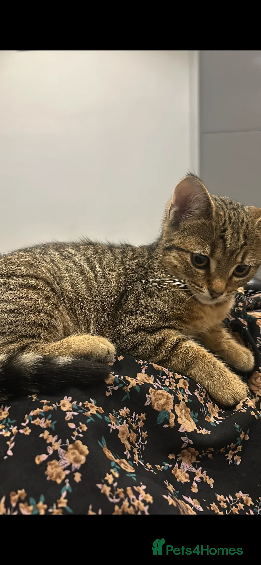 Domestic Shorthair cats for sale: Nina - Beautiful 2 Year Old Loving Girl Cat😻🩷 in Nelson - Advert 2