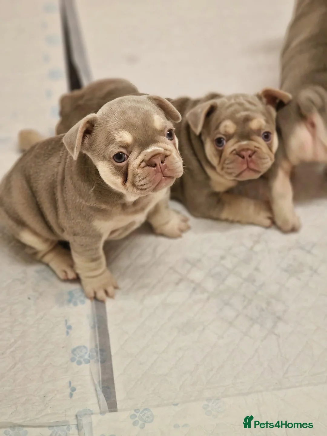 French Bulldog dogs for stud: ISABELLA NEWSHADE AND TAN CREAM CARRIER STUD in Boston - Advert 29