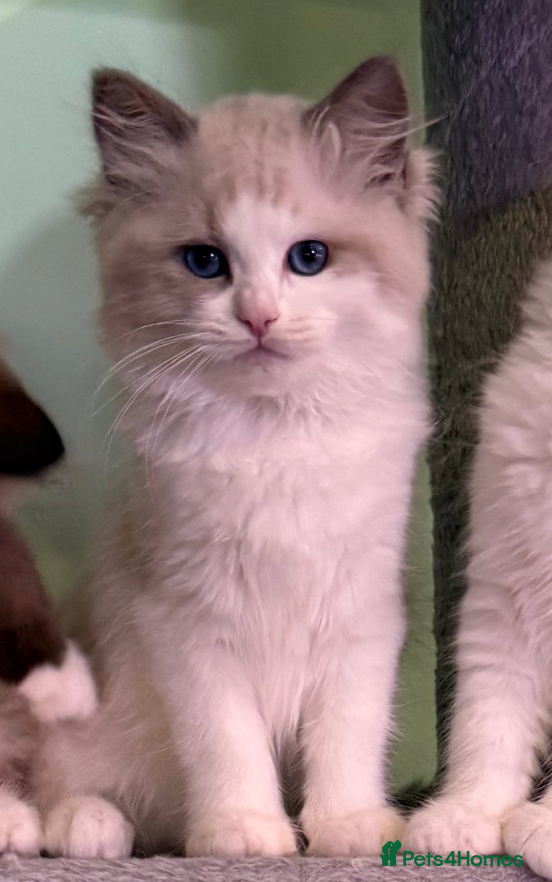 Ragdoll cats for sale: WORLD BEATIFUL RAGDOLL KITTEN/FIFe - Image 34