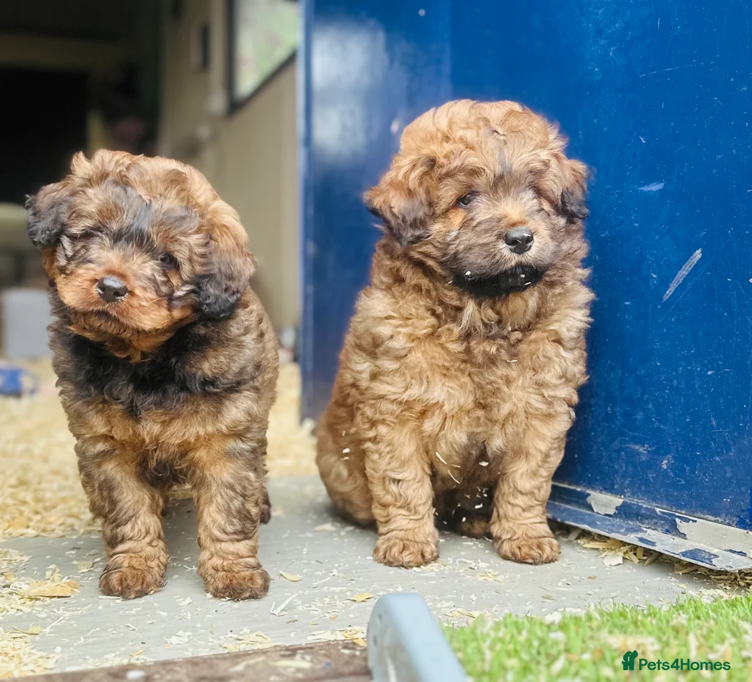 Mixed Breed dogs for sale: Wow real life teddy bears 🧸  - Advert 13