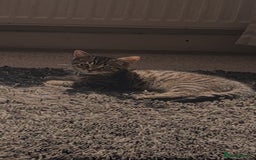 British Shorthair cats for sale: Lovely kitten  - Image 1