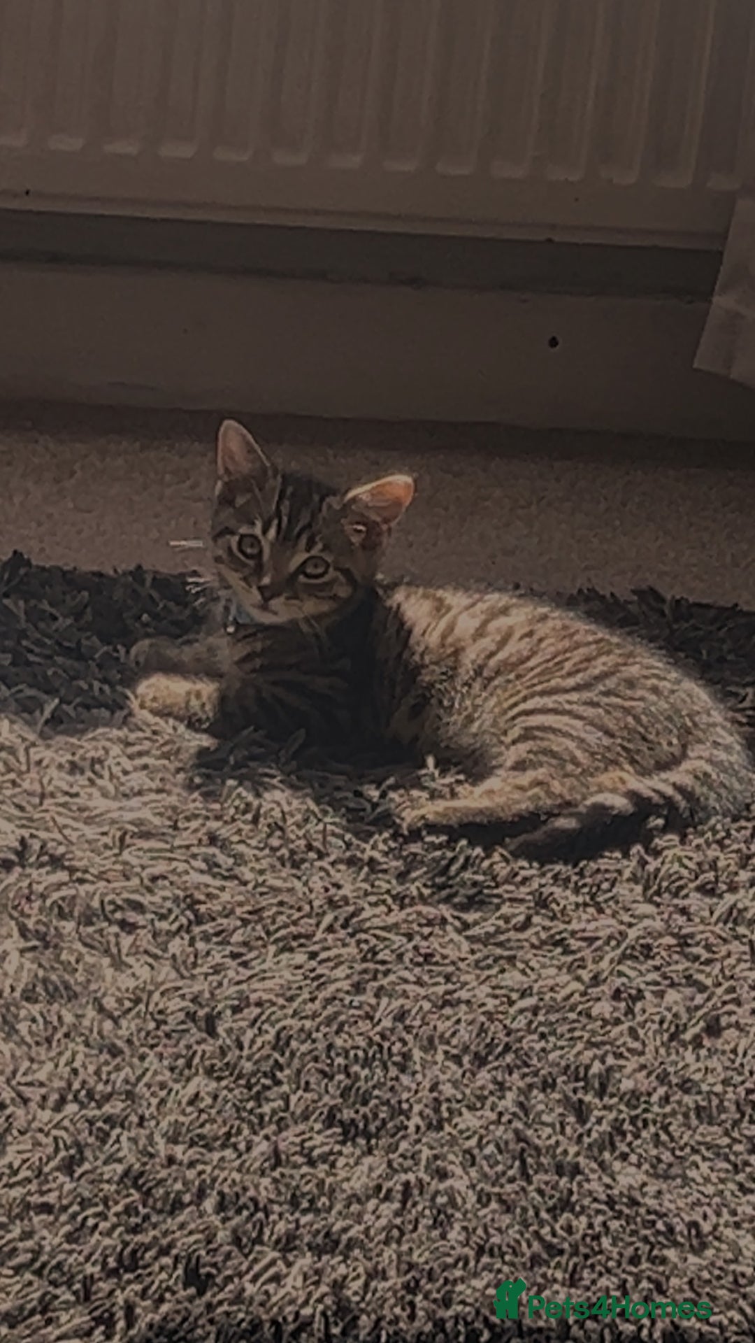 British Shorthair cats for sale: Lovely kitten  - Image 1