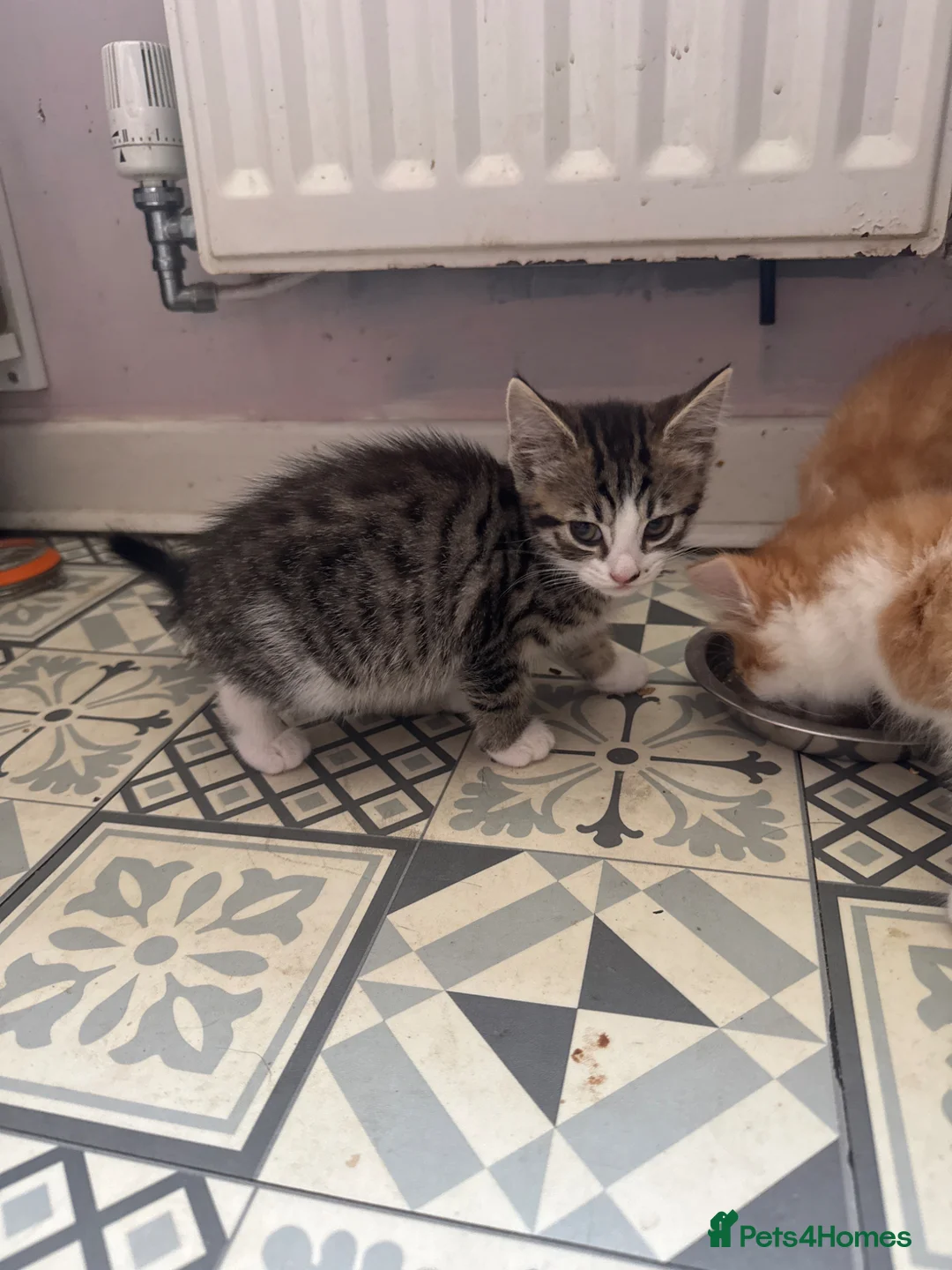 Mixed Breed cats for sale: Mixed breed girls - Advert 2