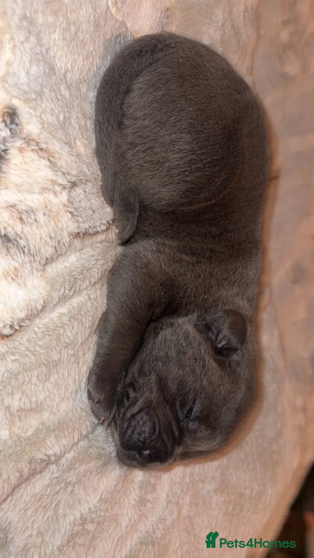 Cane Corso dogs for sale: Beautiful blue cane corsos - Advert 8