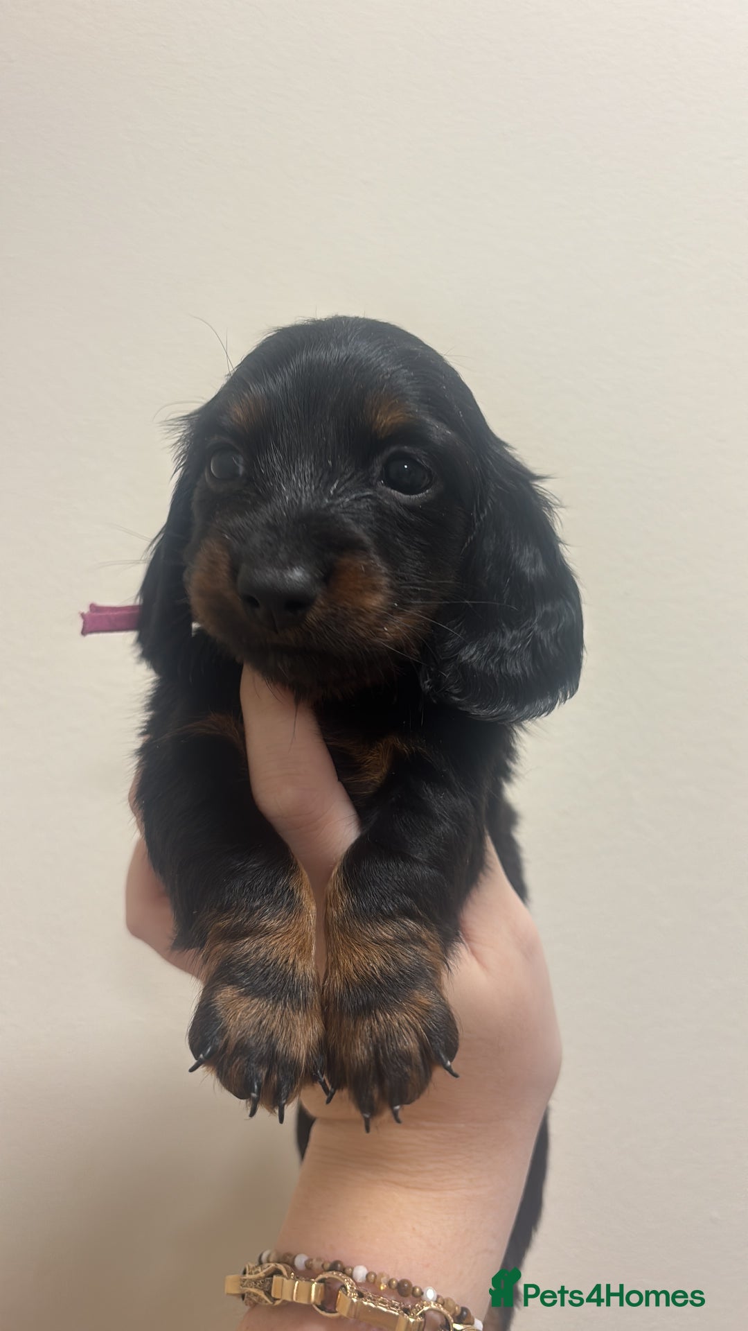 Miniature Dachshund dogs for sale: MINIATURE DACHSHUNDS - Advert 21