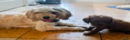 Cavapoo dogs for sale: F2 Cavapoo puppies ready now! 3 boys and 1 girl in Redditch - Advert 5