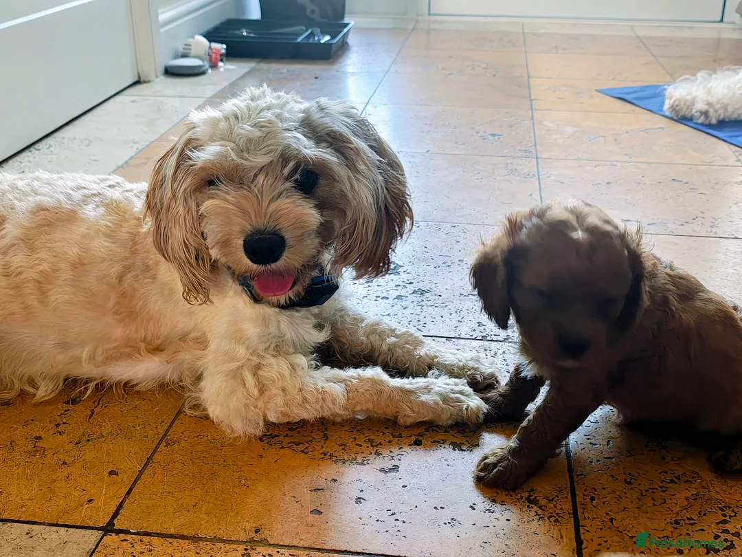 Cavapoo dogs for sale: F2 Cavapoo puppies ready now! 3 boys and 1 girl in Redditch - Advert 5