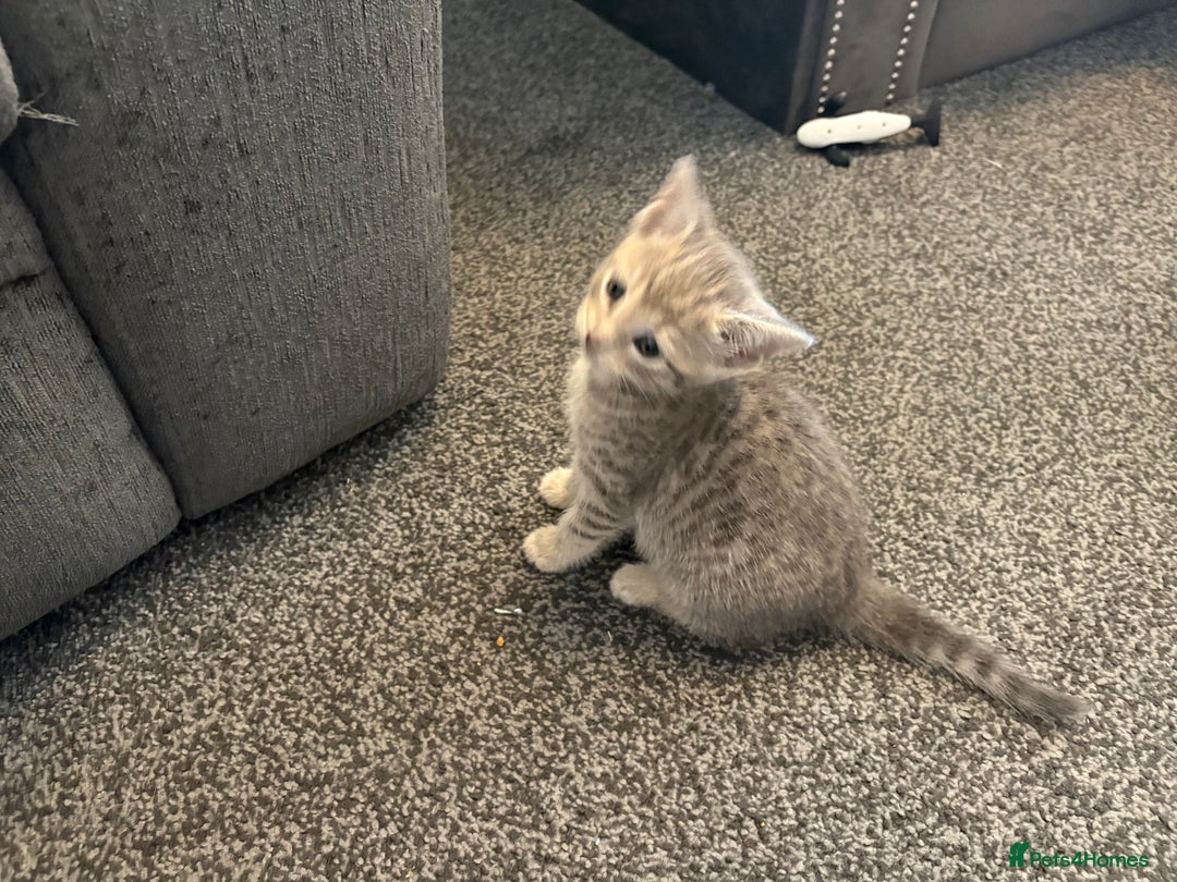 Mixed Breed cats for sale: Silver/grey tabby kitten  - Image 3
