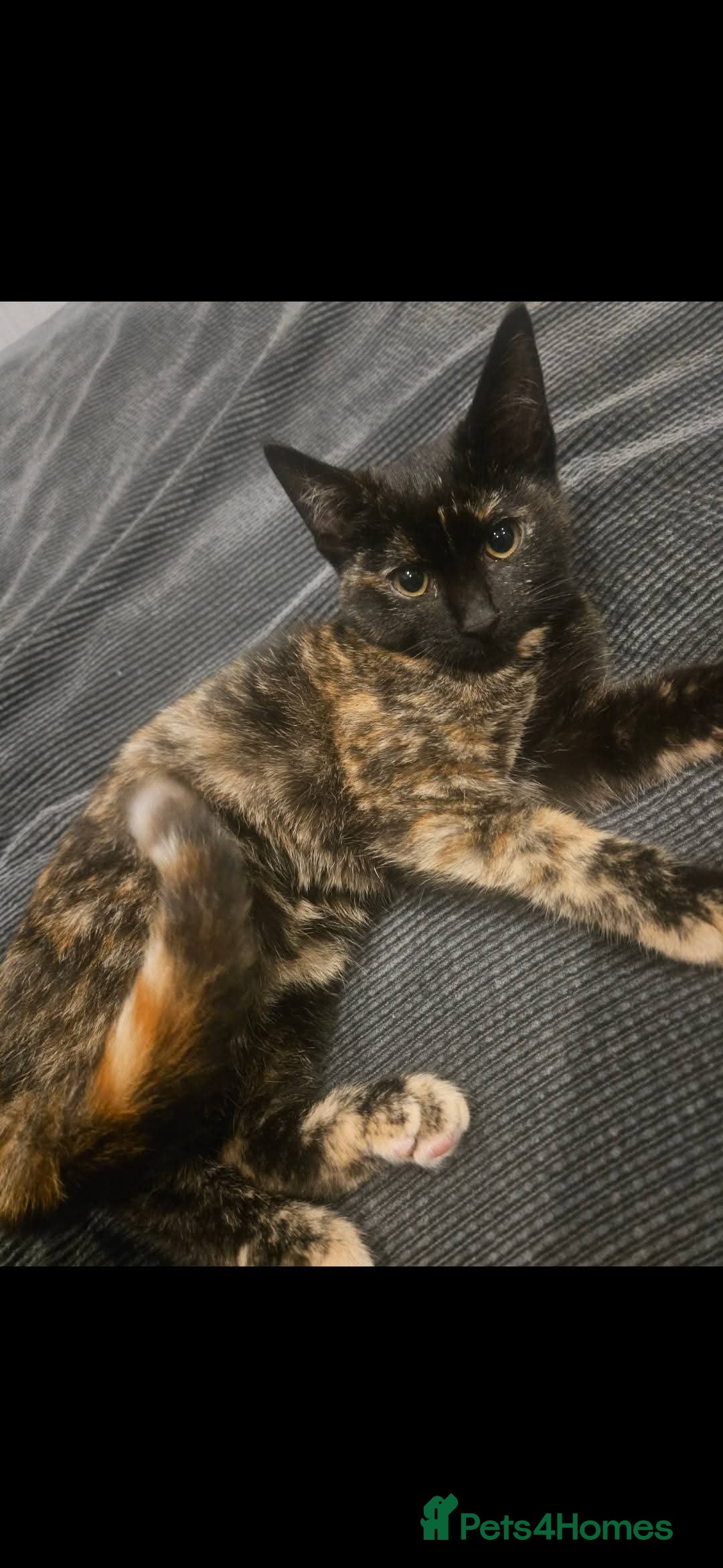 Mixed Breed cats for sale: Female and Male - Advert 2