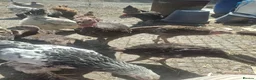Turkeys poultry for sale: Turkey poults various ages  - Advert 5