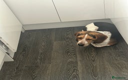 Beagle dogs for sale: Charlie Beagle - Image 9