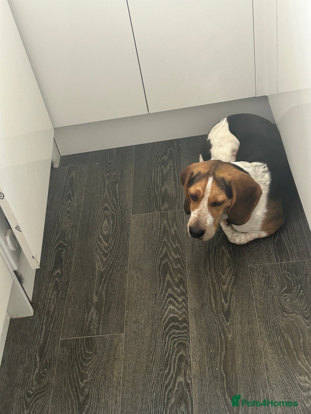 Beagle dogs for sale: Charlie Beagle - Image 9