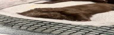 Cockapoo 5