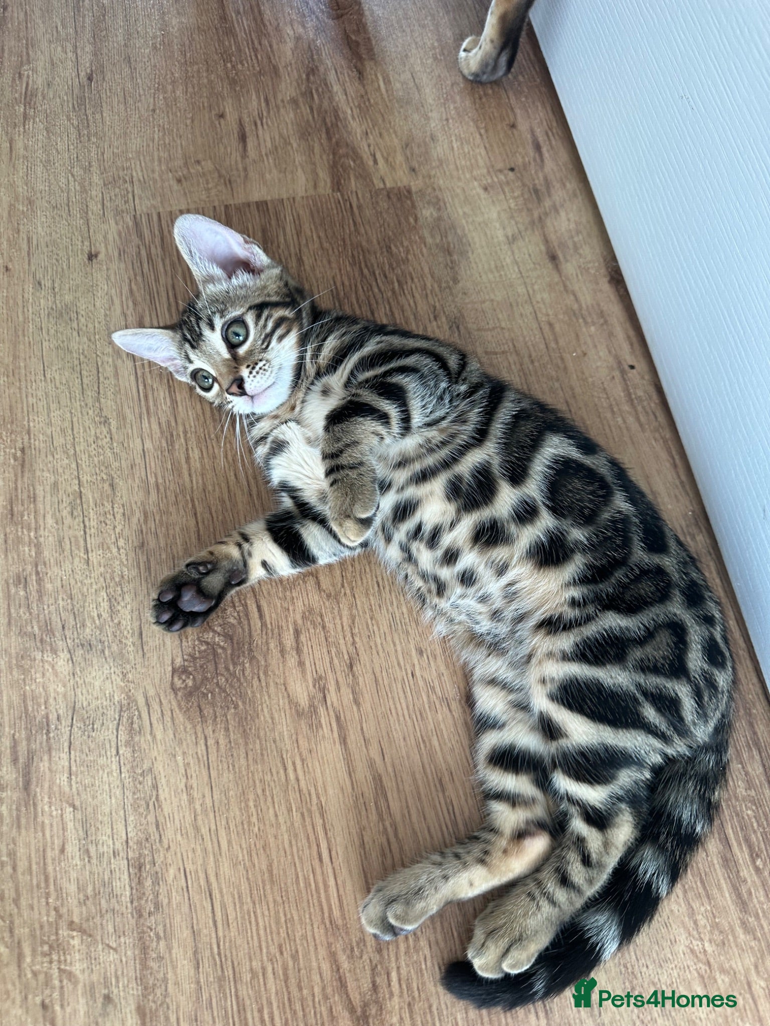 Bengal cats Bengal kittens for sale - Advert 1