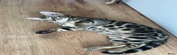 Bengal cats for sale: Bengal kittens for sale - Advert 8