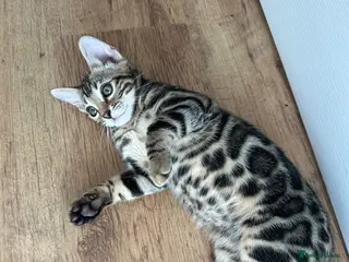 Bengal cats Bengal kittens for sale - Advert 1