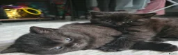 British Shorthair cats for sale: Beautiful BSH Boy! - Advert 6