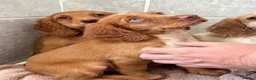 Cocker Spaniel dogs for sale: Cocker spaniel puppies  in Poole - Advert 14