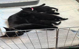 Bombay cats for sale: Female kitten - Image 4