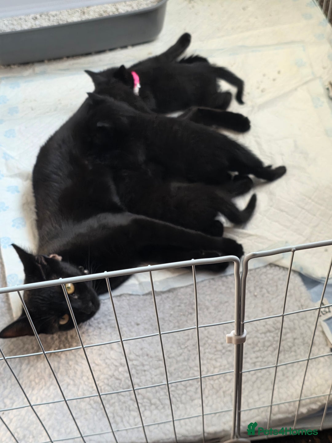 Bombay cats for sale: Female kitten - Image 4