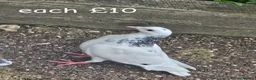 Pigeons birds for sale: pigeon for sale - Advert 2
