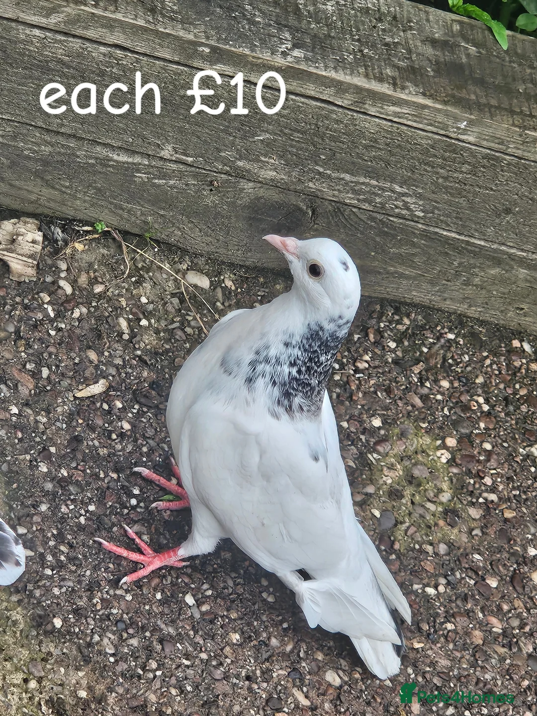 Pigeons birds for sale: pigeon for sale - Advert 2