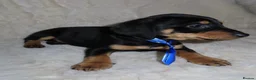 Dachshund dogs for sale: BEAUTIFUL DACHSHUND READY FOR FOREVER HOME!!! in Wolverhampton - Advert 12
