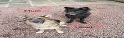 German Shepherd dogs for sale: 🐾✨ Adorable Rare German Shepherd Puppies! ✨🐾 - Advert 4