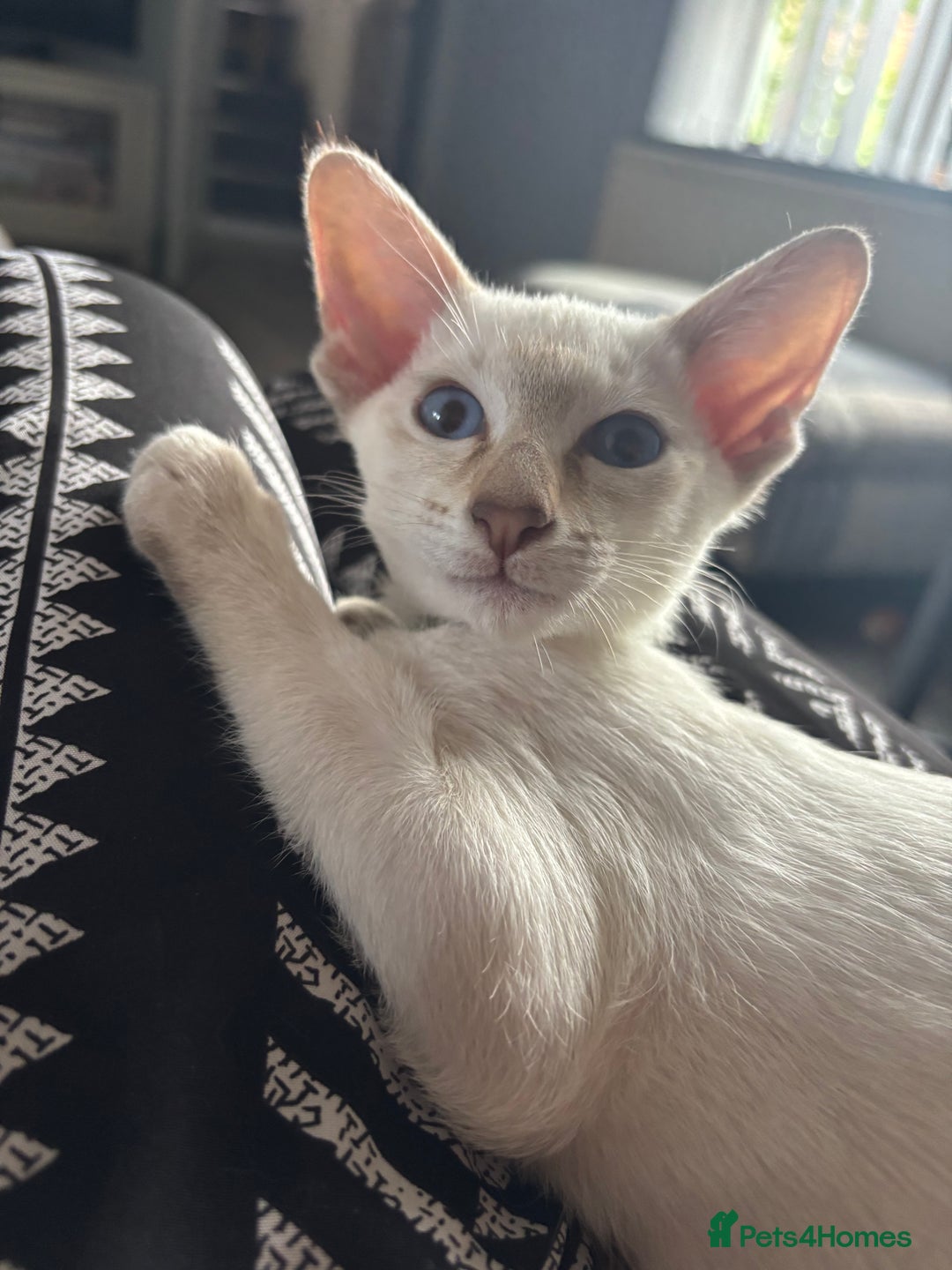 Siamese cats for sale: Only 2 GCCF registered Siamese kittens left. - Image 23