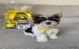 Yorkshire Terrier dogs for sale: Beautiful very small xxxs Biewer Yorkshire Terrier - Image 15